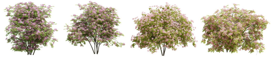 Set of Double Play spiraea plant , Flowers grown in the garden with isolated on transparent background. PNG file, 3D rendering illustration, Clip art and cut out