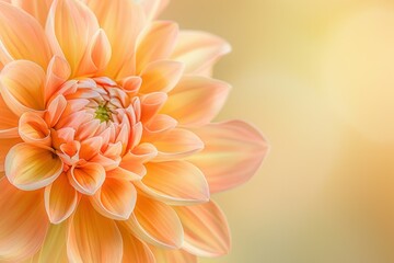 Orange dahlia flower in front of bright light and blurred background, beauty of nature and serenity