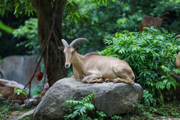 The barbary sheep is mammal and hill animal