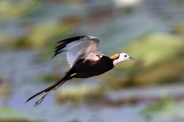 Pheasant-tailed Jacana (Hydrophasianus chirurgus)  in flight close-up shot,  Beautiful waterbird flying