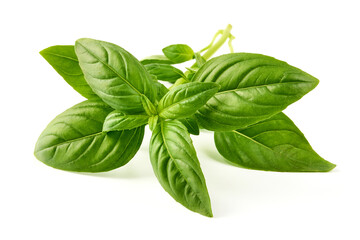 Fresh green Basil leaves, isolated on white background