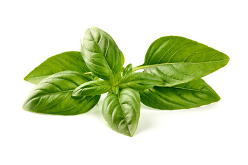 Raw Green Organic Basil leaves, isolated on white background