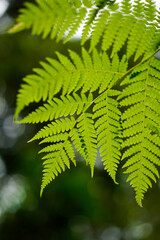 Fern leaf close up with blur background