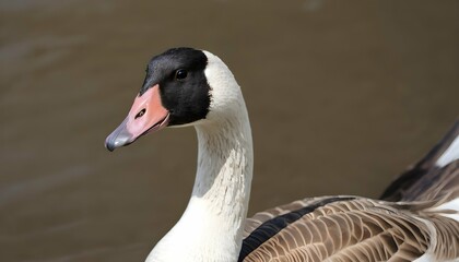 A Goose With Its Neck Stretched Out To Reach Food