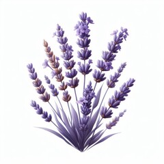 Naklejka premium Stunning Purple Lavender Flowers in a Field