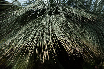 Xanthorrhoea Glauca (Grass Tree) foliage close up. Spiky foliage