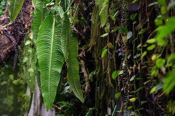Anthurium Veitchii (Anthurium King) plant growing in the garden