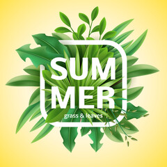 Summer time frame. Realistic spring green grass, lawn plants and herbs, natural meadows isolated elements. Organic flora. Herbal decoration. Square print, post template. Vector seasonal poster