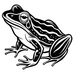 frog vector design 