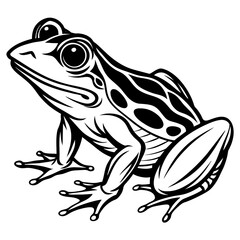 frog vector design 