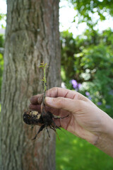 Frauenhand mit Pflanze und Wurzel im Garten