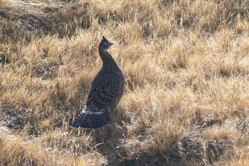 The Himalayan Monal female (Lophophorus impejanus), Impeyan Pheasant, Impeyan Monal, Danphe national bird of Nepal