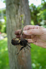Walnut tree sapling in female hand