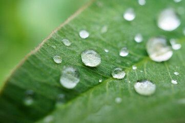 Raindrops on a green leaf. Natural background.