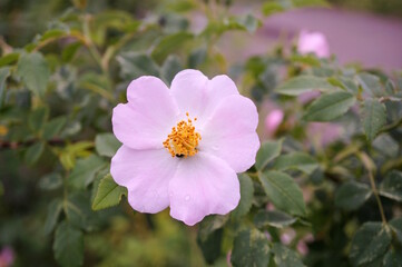 Blooming wild rose hips. A beautiful flower.