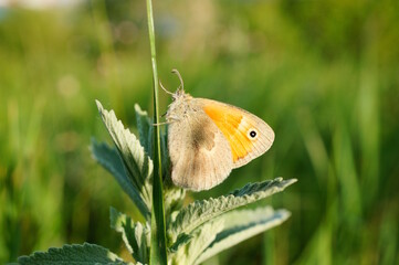 Obraz premium The cenonymph of Pamphilus. A beautiful little butterfly on a flower.