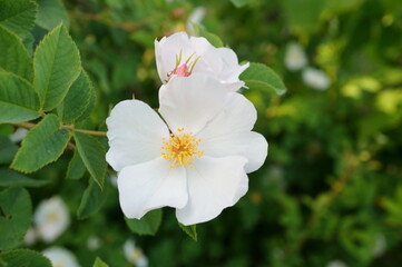 A blooming wild white rose. Rosehip.