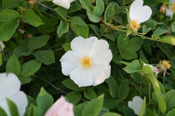 A blooming wild white rose. Rosehip.