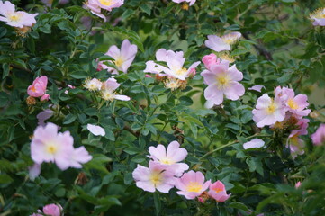 Blooming wild rose hips. Wild rose.