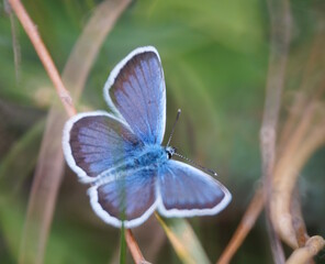 A beautiful butterfly with blue wings. Golubyanka icarus.