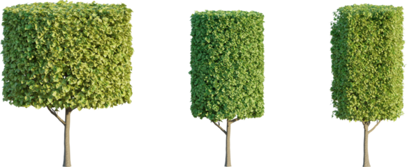 Shaped shrub 4k png cutout isolate