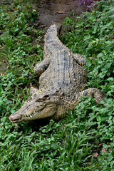 Estuarine crocodile  (Crocodylus porosus) have a resting in a bandung zoo in bandung, west java, indonesia.