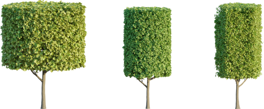 Shaped shrub 4k png cutout isolate
