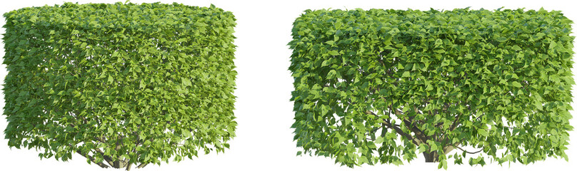 Obraz premium Ornemental 4k png cutout isolate