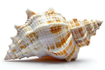 Fototapeta premium Shell on a white background
