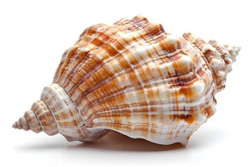 Obraz premium A close up of a large shell on a white surface