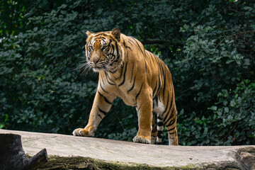 Siberian tiger (Panthera tigris altaica), also known as the Amur tiger. Siberian tiger at bandung zoo, bandung, west java