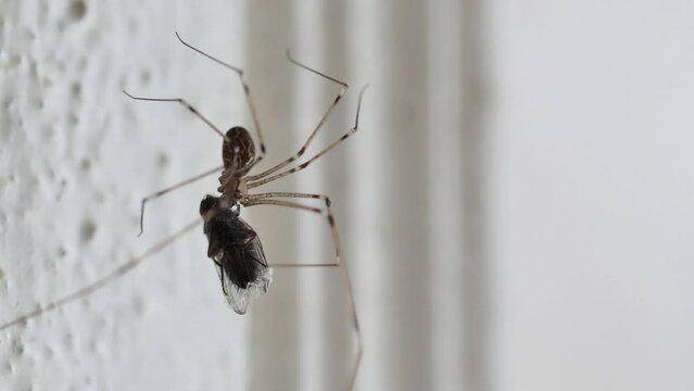  Pholcidae spider on the wall holding a fly larger than itself, front view
