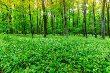 Birch forest. Lush green forest with beautiful white blossoming bears garlic flowers.