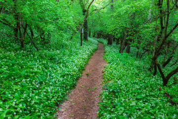 Beautiful forest road winding through green forest, lined with beautiful white blossoming bears garlic flowers.