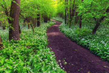 Green forest full of white blossoming wild garlic flowers. Wide path winding through green forest.