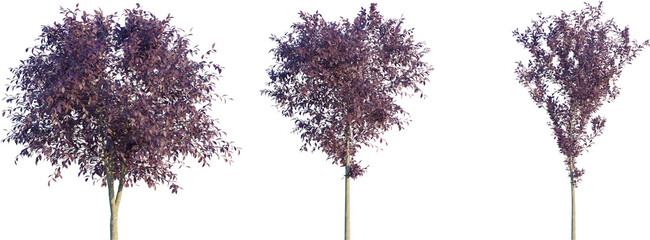 Prunus cerasifera autumn 4k png cutout isolate