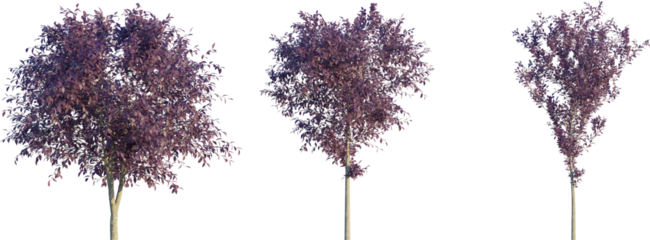 Prunus cerasifera autumn 4k png cutout isolate