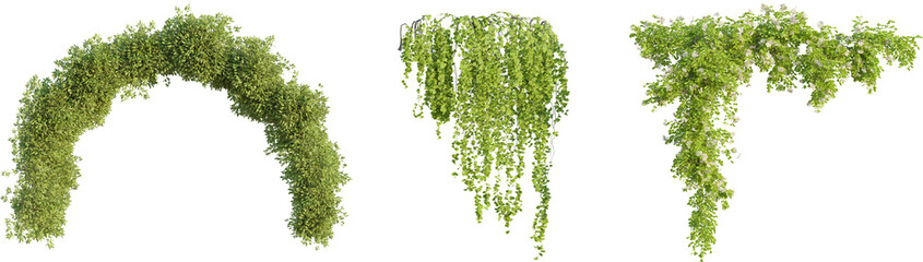  Hanging plant 4k png cutout isolate