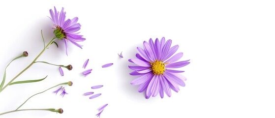 Obraz premium Aster flower with clean copyspace, isolated on white background
