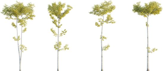 Populus tremuloides autumn 4k png cutout isolate