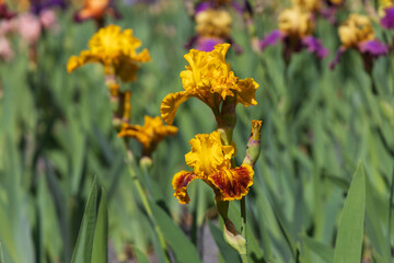 Blooming Iris - Iris in the garden, with a colorful background.
