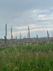 remains of dead trees flooded by water