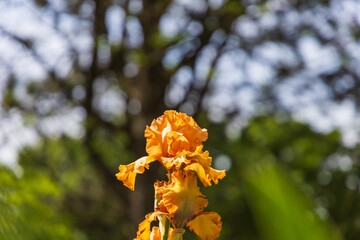 Blooming Iris - Iris in the garden, with a colorful background.