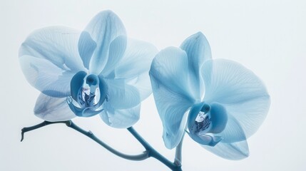 Delicate beauty. Blue orchids with translucent petals isolated on white background. 