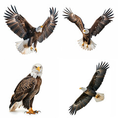 Obraz premium Majestic bald eagles in various poses