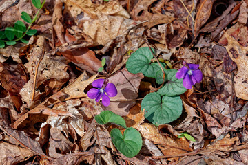 Purple violets in the forest