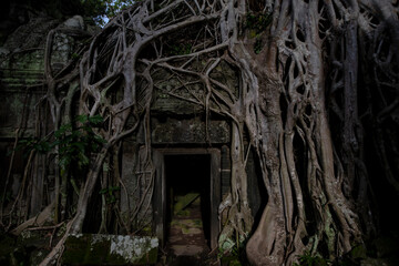 Ta Prohm temple © Austin
