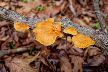Fungi growing on a tree branch