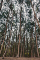 pine forest in the morning