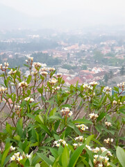 Frangipani Flowers with City Background